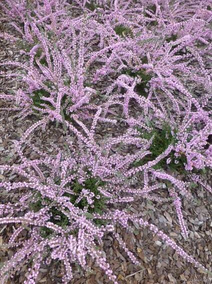 Vřes obecný - Calluna vulgaris Elsie Purnell