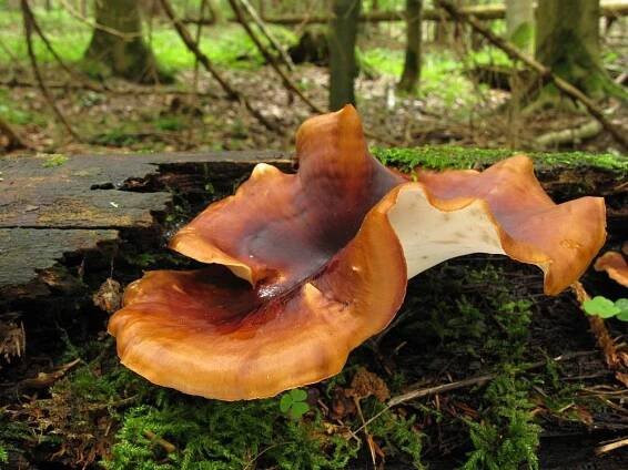 Choroš smolonohý - Royoporus badius - Kudluv fotoatlas hub