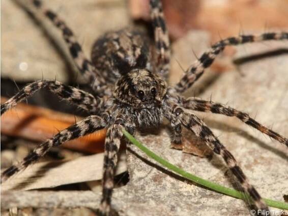 Acantholycosa lignaria - slíďák dřevomilný | Lycosidae - slíďákovití | Natura Bohemica