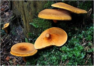 V lesích v okolí Vyškova nyní najdete hlavně babky. Rostou ale i kozáci, klouzci a další houby.