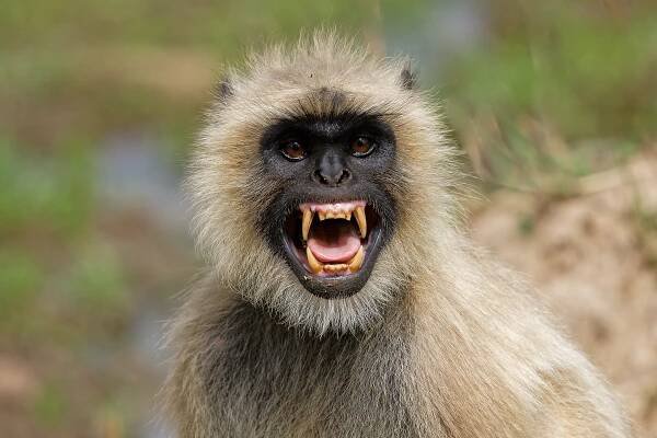 zuřivý langur - opice vervet - stock snímky, obrázky a fotky