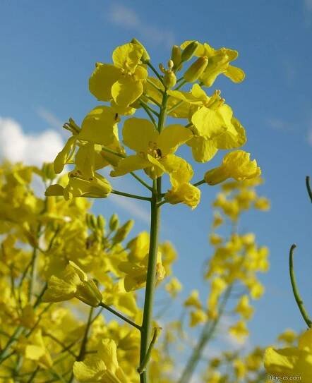 Brukev řepka (Brassica napus)
