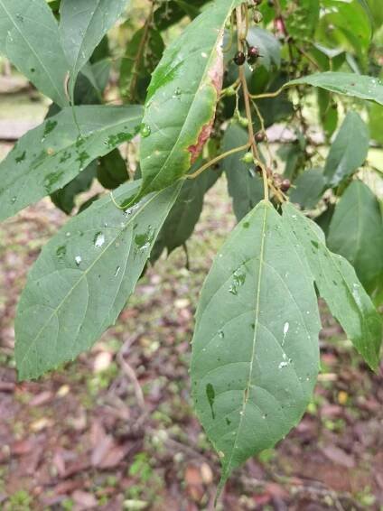 Alchornea costaricensis - Arboretum