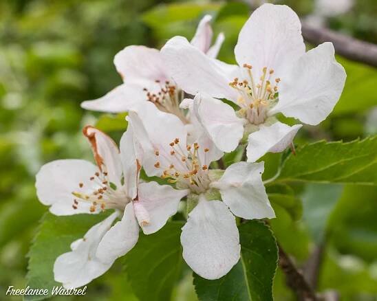 Apple blossom, May 2024.jpg