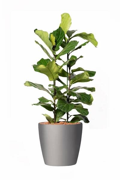 Hydrocultuur planten kopen? | De Interieurbeplanter