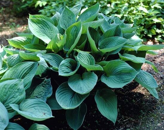 Bohyška - Hosta zeleno-stříbrná