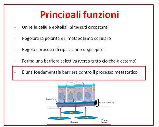 Istologia: Il tessuto epiteliale e tessuto secernente | GaiaMed