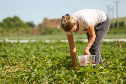 OBRAZEM: Na rodinné farmě v Lotouši se jahodám věnují už dvacet let