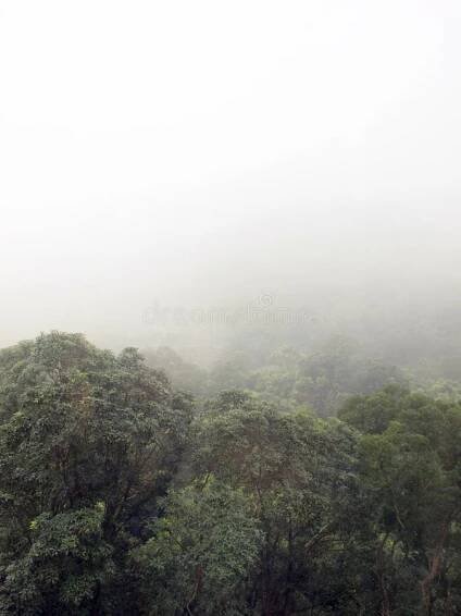Fog in forest royalty free stock photography