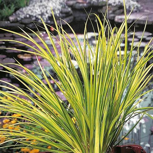 OBI Puškvorec trávolistý (Acorus gramineus) "Ogon" pr. cca 12 cm nakoupit u OBI