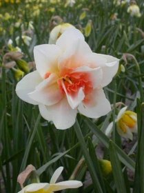 Narcissus Replete