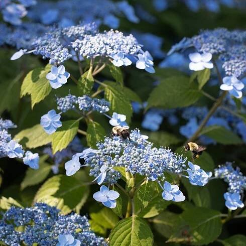 Hydrangea serrata