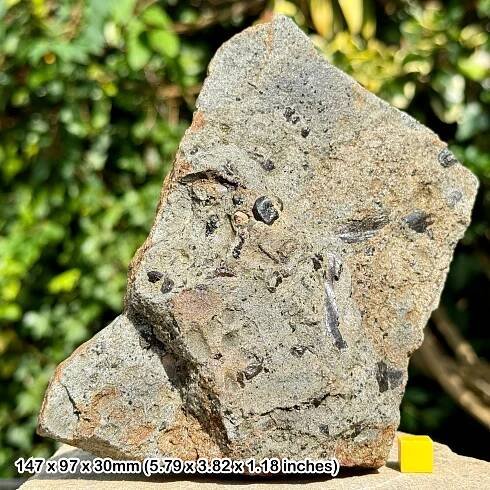 Authentic Fossil Fish, Shark Reptile Bone & Coprolite Bed Upper Triassic Westbury Formation Blue Anchor Somerset UK COA