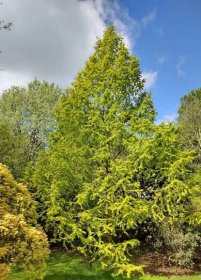 Metasequoia glyptostroboides 'Golden Oji'