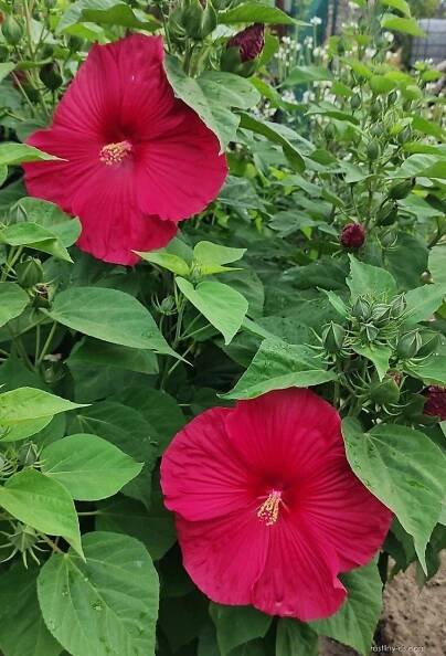 Ibišek bahenní (Hibiscus moscheutos)
