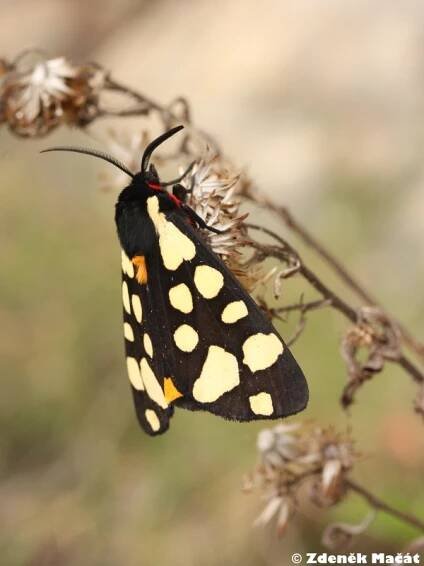 Arctia villica - přástevník špenátový | Arctiidae - přástevníkovití | Natura Bohemica