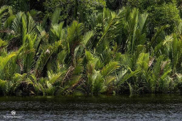Nipah Palm cruise