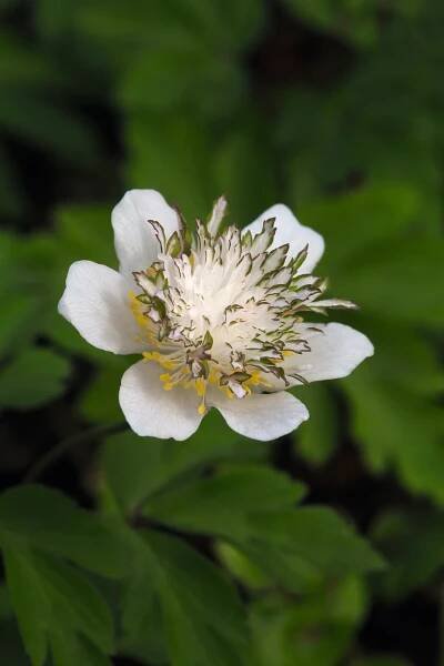 Wood anemone is a perfect plant for shady corners and spring displays