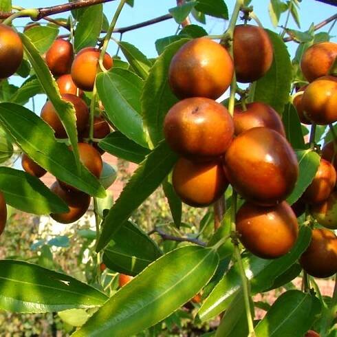JUJUBA ́DONG ZAO ́ (Ziziphus jujuba) - čínské datle - kont. 2L