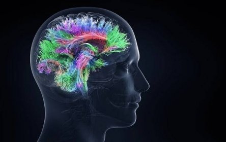 Brain activity can predict political orientation, Israeli researchers find