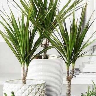 Dracena: Druhy a vhodná místa na pěstování