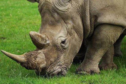 Mylné představy o nosorožcích