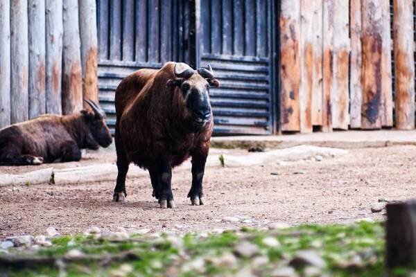 ZOO Prague – Petr Mohykán