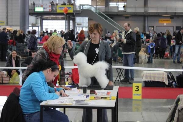 Stříhání psů-Dog salon GABI, CHS Tango Amore | Výstavy - Exhibitions