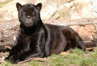 Černý jaguár nadějí pro chov v Zoo Olomouc | Témata