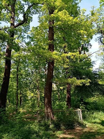 Fotogalerie • Čimický háj (Zahrada, park) • Mapy.com