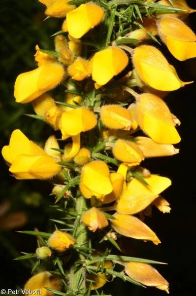 Ulex europaeus – hlodáš evropský