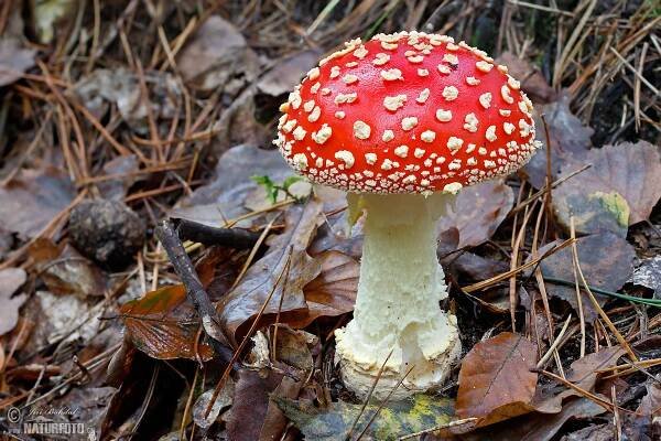 muchomůrka červená | Naturfoto.cz