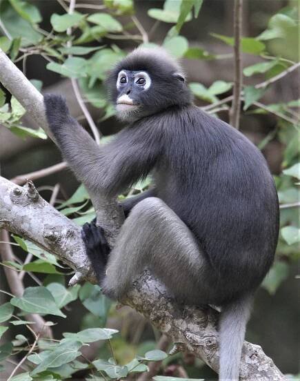 CERCOPITHECIDAE - Trachypithecus obscurus flavicauda - BLOND-TAILED (DUSKY) LANGUR - KHAO SAM ROI YOD NATIONAL PARKA (37).jpg
