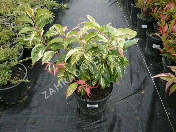 Leukothoe Walterova 'Rainbow' - Leucothoe walteri 'Rainbow'