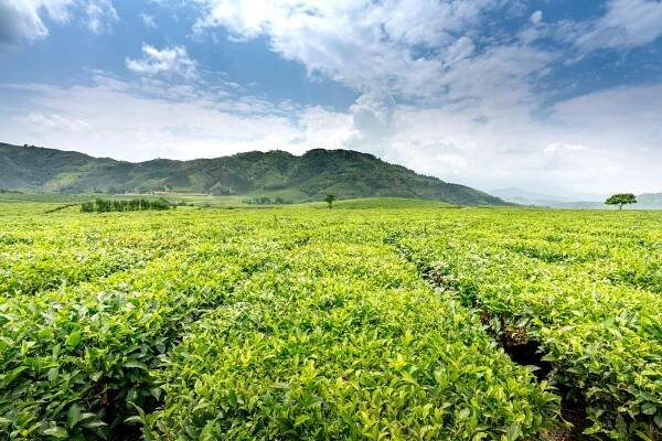 bezplatná Základová fotografie zdarma na téma bujný, čaj, čajové plantáže Základová fotografie