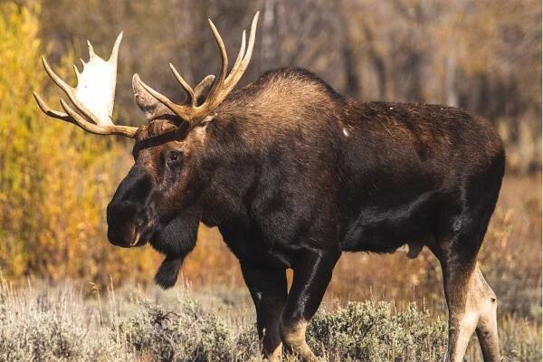 Hunt Sweden - North Fork Bullets USA
