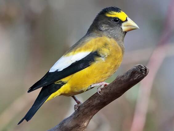  - Evening Grosbeak