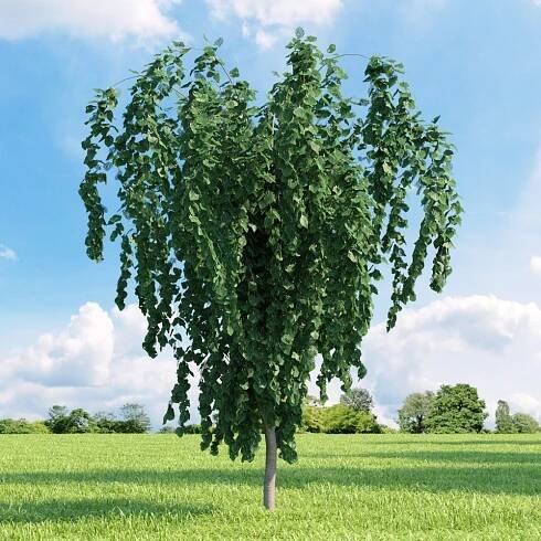 Zmarličník japonský ´PENDULUM´, na kmínku 150 cm, kont. 20 l | Lumigreen.cz