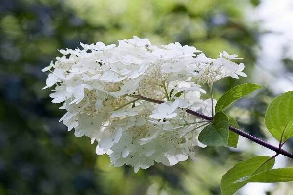 Hydrangea paniculata Unique