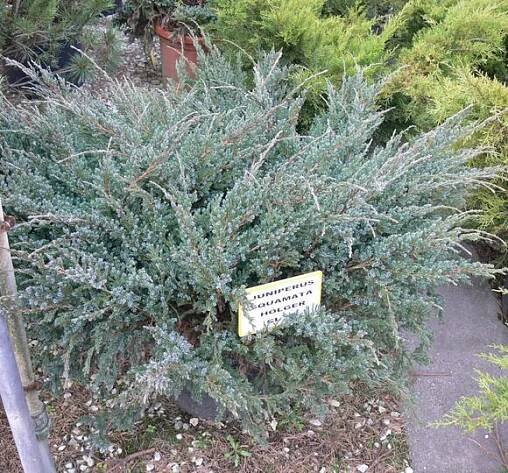Jalovec šupinatý 'Holger' - Juniperus squamata 'Holger'