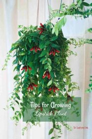 Learn How to Grow Lipstick Plant