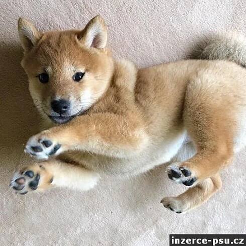 Shiba-inu