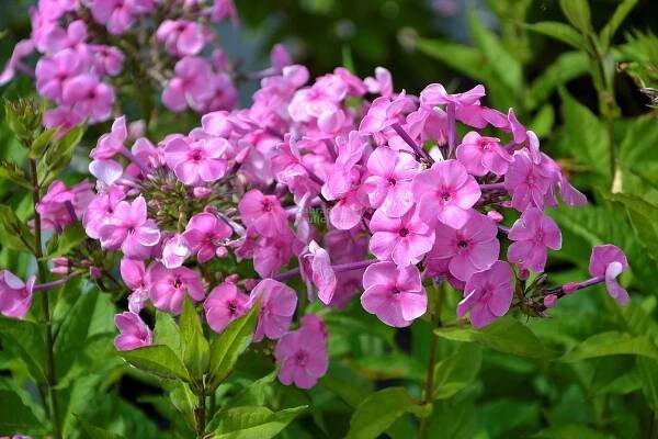 Phlox amplifolia " Minnehaha " - flox, plamenka Zahradnictví Krulichovi - zahradnictví, květinářství, trvalky, skalničky