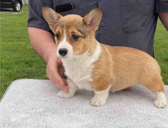 Prodám štěňata welsh corgi pembroke. - foto 2
