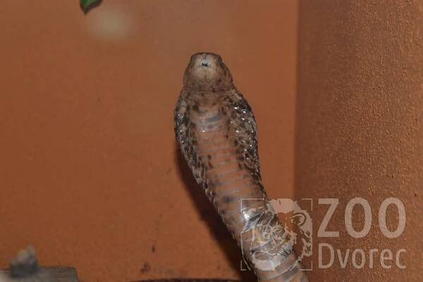 Kobra kapská | ZOO Dvorec - máme rádi zvířata
