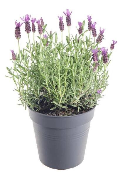 Levandule smilovitá, Lavandula stoechas Anouk, průměr květináče 15 cm
