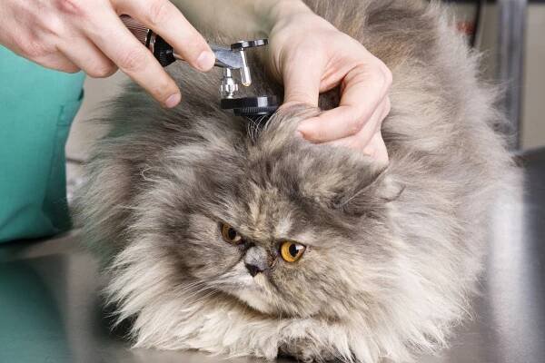 How to Tell if Your Cat Has an Ear Infection