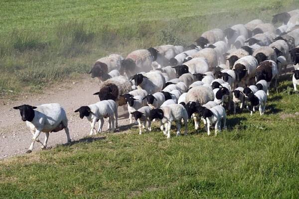 Kolik stojí ovce Merino?