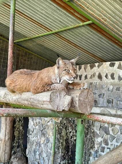 Hororová noc v kontaktní zoo: Šelma zabila chovatele (†63)