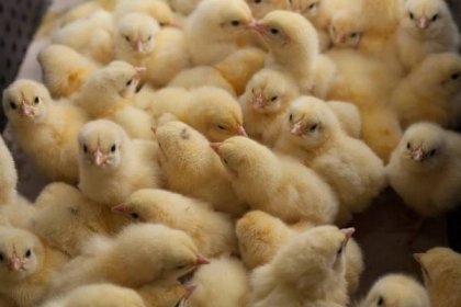 Kuřata a kuřata kuřat (z kuřecího embrya): vývoj kuřete ve vejcích ve dne